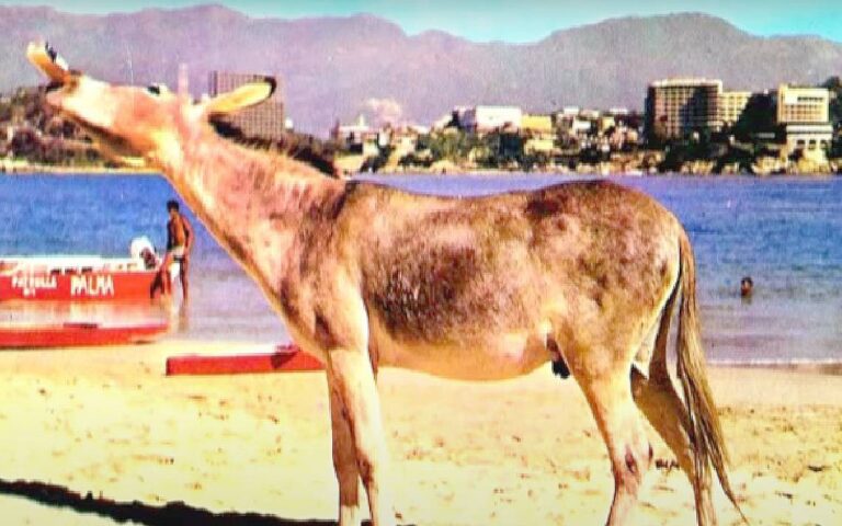 El Burro de La Roqueta