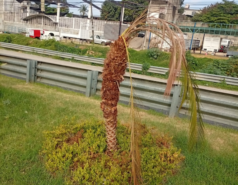 La Plaza Cívica de Paso Limonero la entrada por el retorno un ¡Desastre de Mantenimiento!