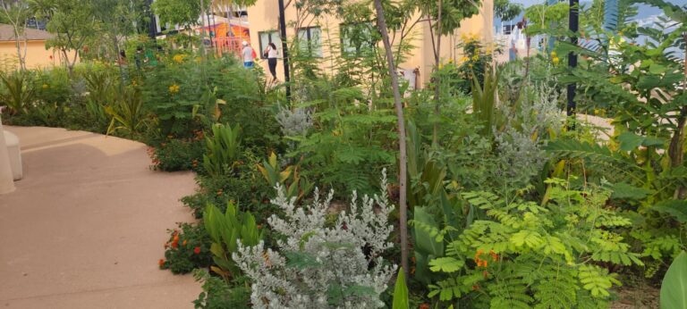 Jardín del Puerto en Acapulco: incumplen acuerdo presidencial; de pulmón verde a locales comerciales
